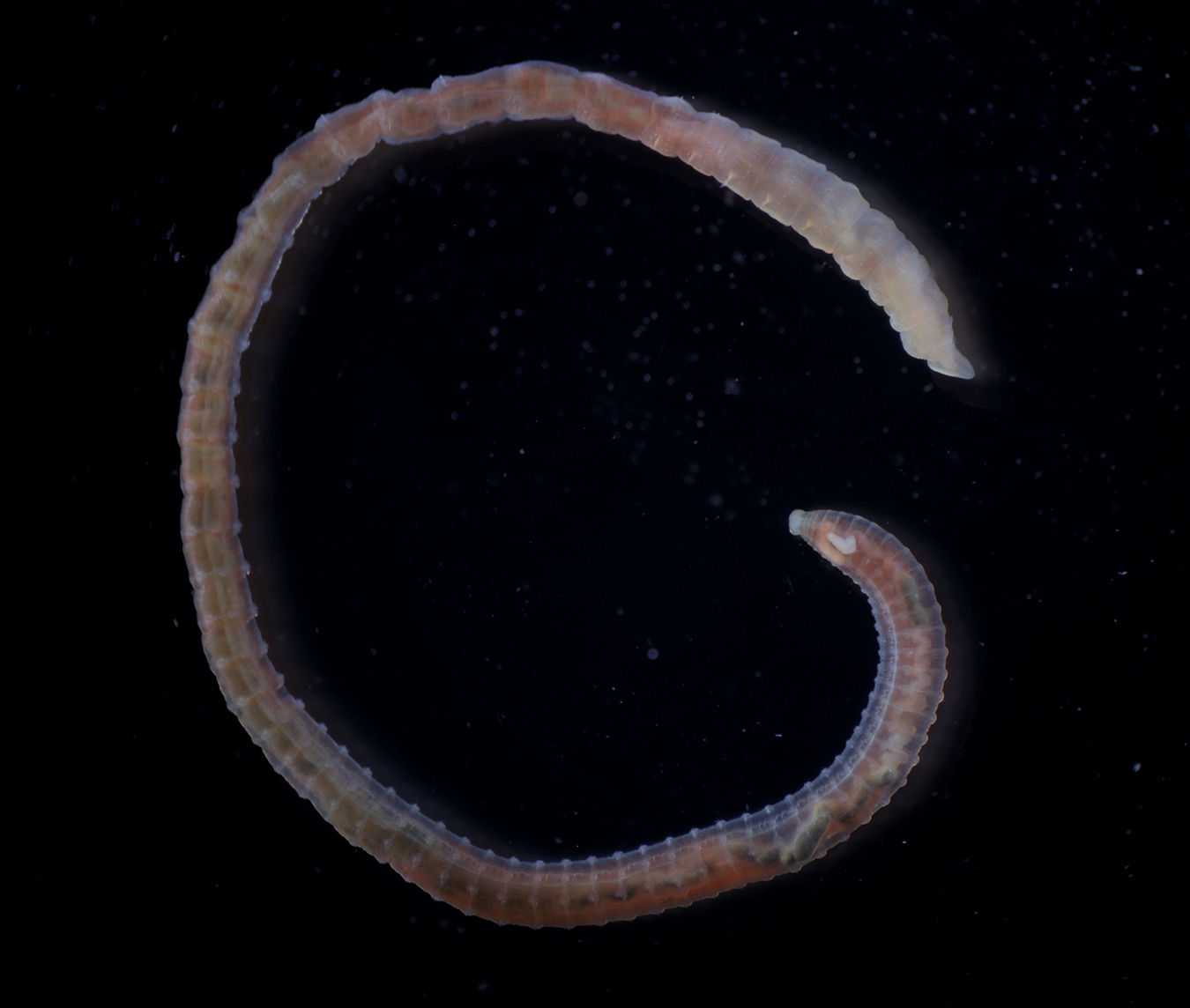 Placeholder caption.